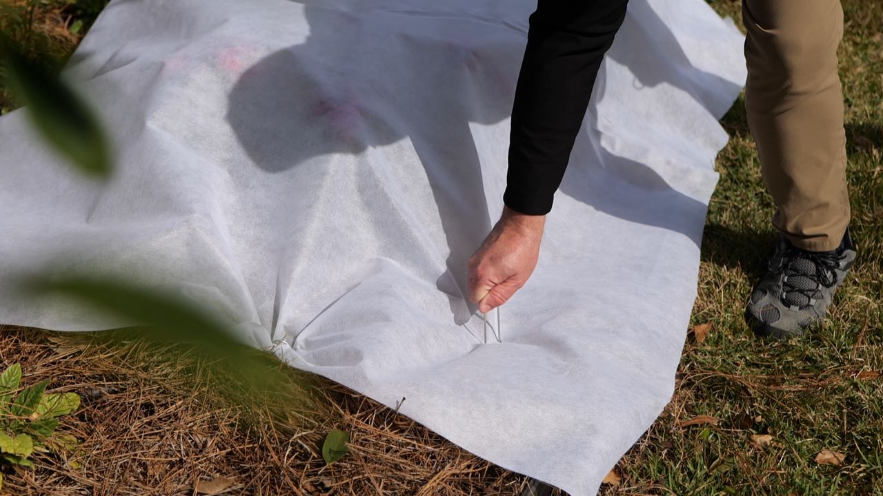 Person securing a frost cloth over plants using metal pins on a grassy garden bed.